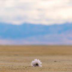 Fototapeta na wymiar White flower in the shore of the Great Salt Lake