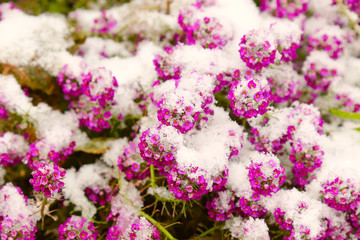 Obraz premium Small pink flowers under the fresh snow