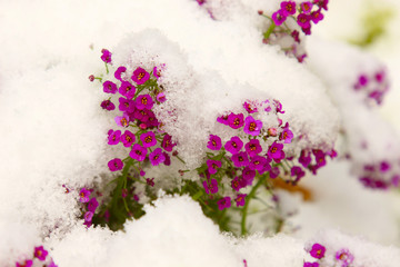 Small pink flowers under the fresh snow