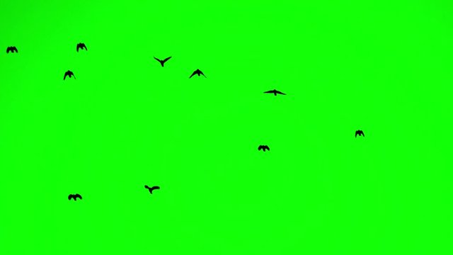crows fly from the bottom up at close range