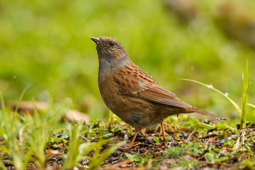Dunnock / Prunella modularis