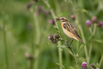 Whinchat, Saxicola rubetra