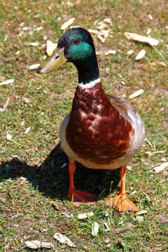 Portrait of wild duck in its natural surroundings