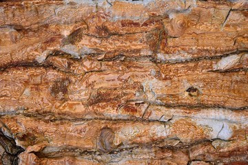 brown bark texture and background