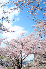 Obraz premium 満開の桜 桜 満開に咲いた公園の桜 青空 白い雲 快晴 