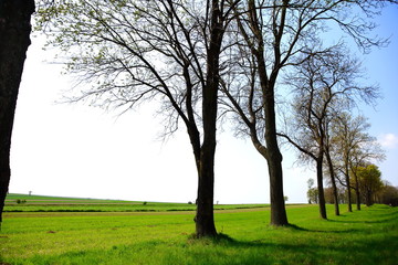 Obraz premium Landscape near Zamość in Poland.