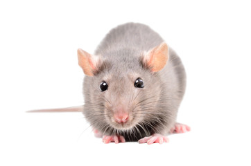 Little gray rat isolated on white background