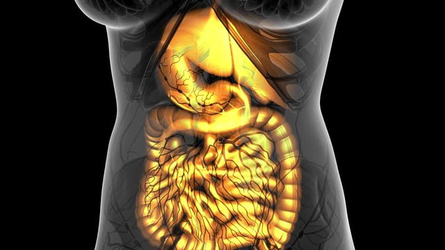 Science Anatomy Scan Of Woman Digestive System Glowing