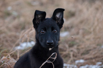 3 month old shepherd dog in the field