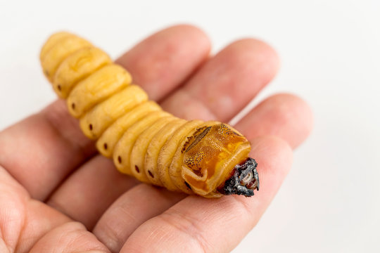 Woman hand holding Larva of Oryctes rhinoceros Coconut beetle is dangerous insect pest. Worm beetle for deep-fried as food items it is good source of protein. Future food, entomophagy concept.