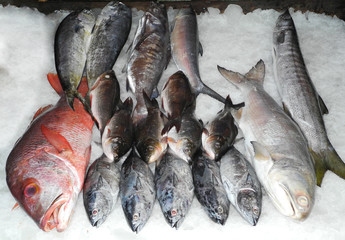 Harvesting of fish in the bay of Fort Kochi, Kerala, India.
