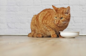 Hungry cat sitting in front of a food dish and looking away. 