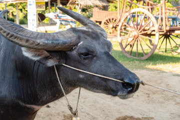 Close up Asian Buffalo Head Shot in Buffalo Village, Thailand.