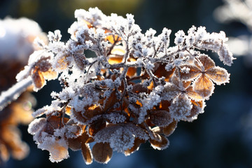The dry inflorescence of a hydrangea with flowers of beige color is completely covered with scintillating hoarfrost.