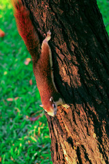 Squirrel on the tree in acting pose to cute in Thailand public park.
