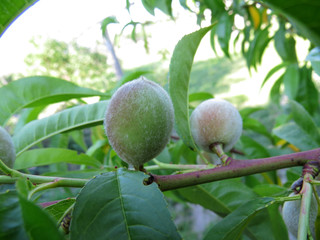 Green apricots on the tree