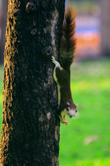 Squirrel on the tree in acting pose to cute in Thailand public park.