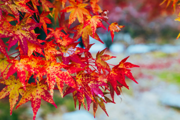 Beautiful Colorful of Autumn Leaves.