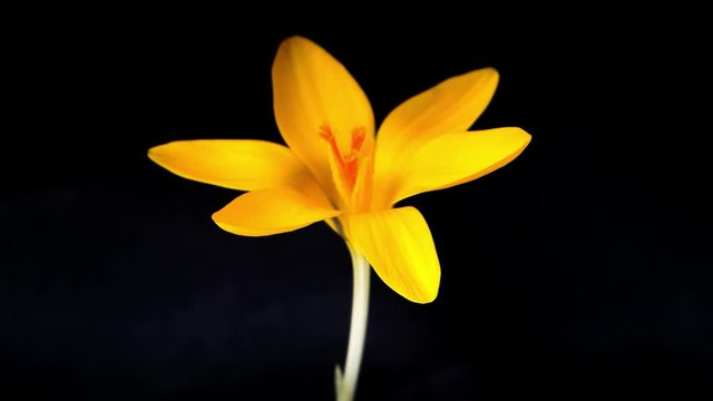 Timelapse of yellow crocus flower blooming on black background