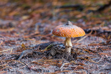 Mushroom in the forest