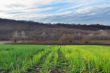 Fototapeta premium landscape with onion field, mountains and blue sky