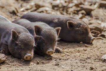 Portrait of three little Vietnamese pig pups resting on the ground