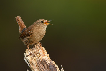 Winter Wren, Troglodytes troglodytes