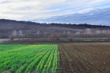Fototapeta na wymiar rows of young corn plants in a field