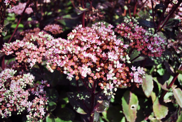 Sedum telephium (Hylotelephium telephium, orpine,livelong, frog's-stomach) the cultivar Herbstfreude blooming pink soft flowers, natural organic background texture, close up detail