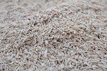 Full frame paddy group background and texture