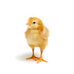 Fototapeta premium cute little newborn chickens