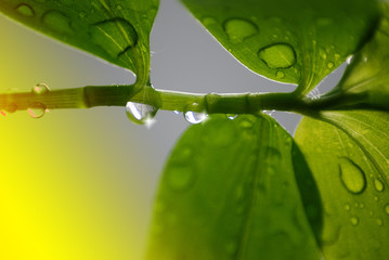 HOJA MACRO CON GOTAS DE AGUA