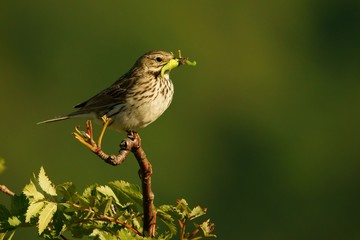 Meadow Pipit, Anthus pratensis