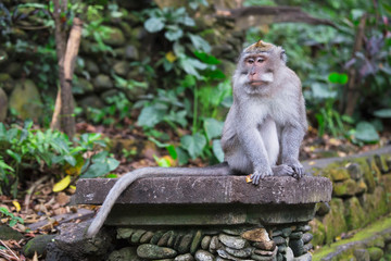 Naklejka na ściany i meble Long tailed macaque monkey, Bali,Indonesia 