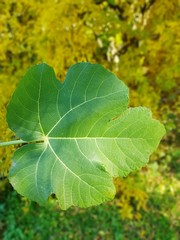 Figs leaf