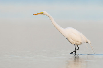 Great Egret foraging in a shallow pond