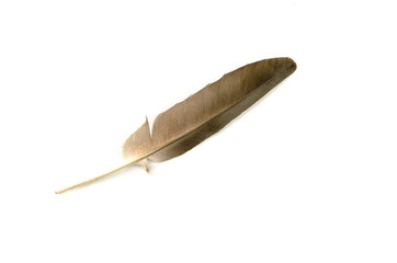 Beautiful feather floating in the air on a white background.