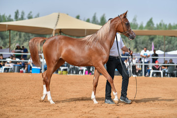 The Arabian Horse