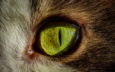 Macro cat's eye. View of green and yellow colours of cat eye.