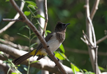 A dark capped bulbul sits on a tree branch, Botswana