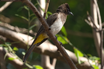 A dark capped bulbul sits on a tree branch, Botswana