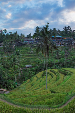 Rice field terrace at Ubud,Bali,Indonesia