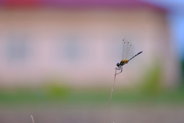 Beautiful dragonfly holding on top of grass with blurry background of a red roof building
