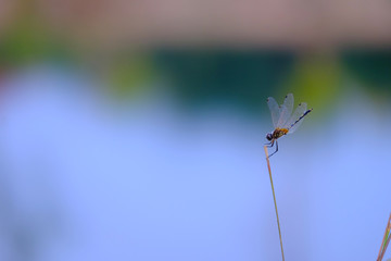 Beautiful dragonfly holding on top of grass with colorful blurry background of a lake