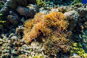 Fototapeta na wymiar Fish clown swim in anemones. Underwater with coral reef and fish.