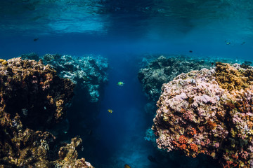 Underwater rocks with corals in blue ocean. National park Menjangan island