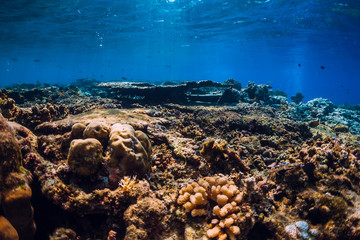 Corals and tropical fish in underwater blue sea