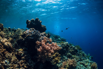 Naklejka na ściany i meble Underwater world with coral reef, and fish in blue sea. Menjangan island