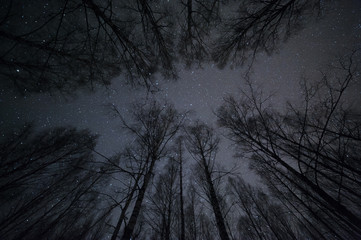 Night sky with stars above birch forest