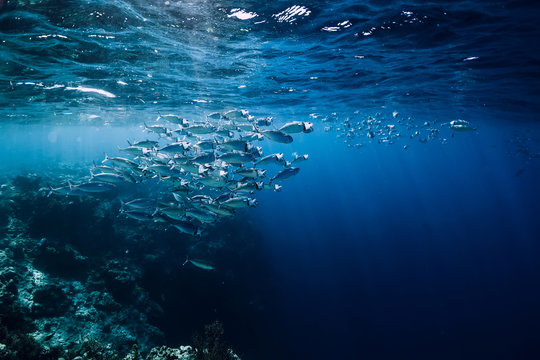 Wildlife in underwater with school tuna fish in ocean at coral reef
